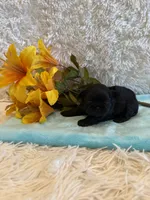 Tate, a male Shih Tzu for sale in Success, MO – 2 of 6