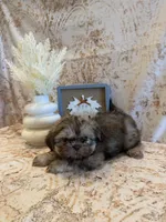 Maria , a female Shih Tzu for sale in Success, MO – 2 of 10