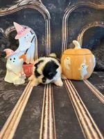 Dallas , a male Pomeranian for sale in Success, MO – 3 of 5