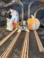 Austin, a male Pomeranian for sale in Success, MO – 4 of 6