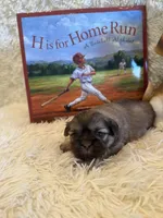 Adriana, a female Shih Tzu for sale in Success, MO – 9 of 10