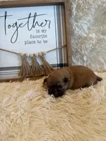 Freddie , a male Shih Tzu for sale in Success, MO – 2 of 5