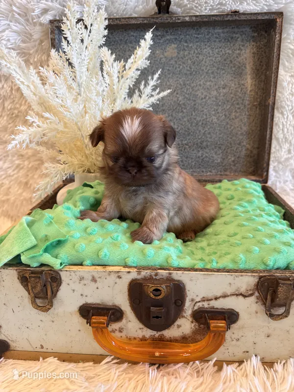Finch – Shih Tzu puppy for sale in Success, MO