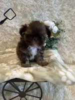 Asher, a male Shih Tzu for sale in Success, MO – 2 of 10