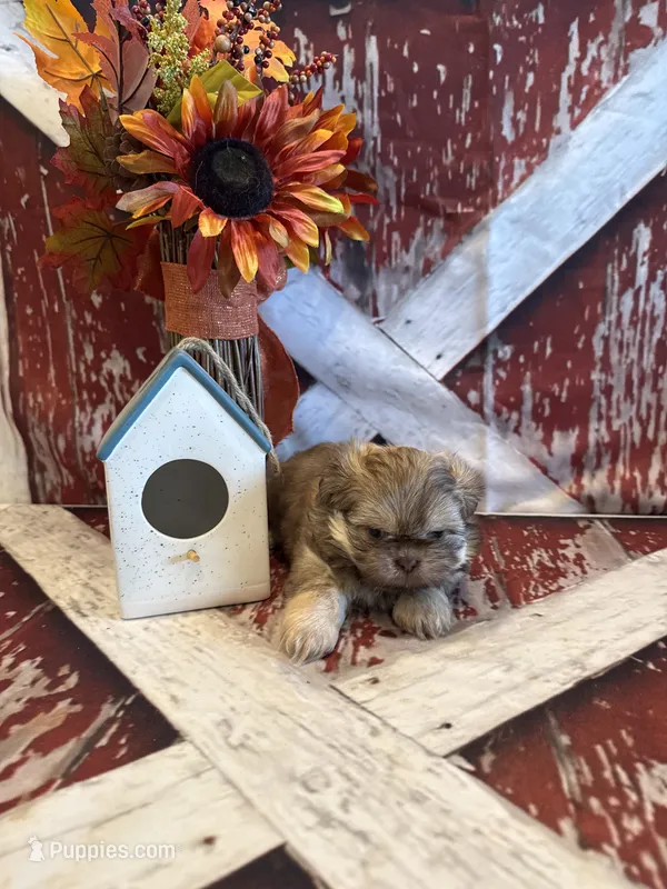 Elise  – Shih Tzu puppy for sale in Success, MO