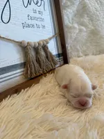 Percy, a female Shih Tzu for sale in Success, MO – 3 of 7