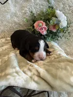 Hannah , a female Bernese Mountain Dog for sale in Success, MO – 2 of 10