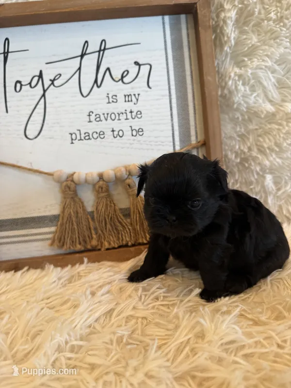 Tate – Shih Tzu puppy for sale in Success, MO