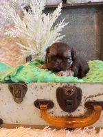 Greene , a male Shih Tzu for sale in Success, MO – 8 of 10