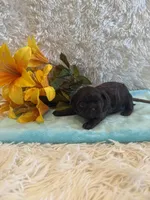 Belle, a female Shih Tzu for sale in Success, MO – 2 of 3