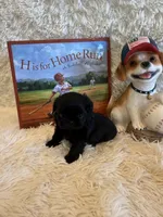 Andrea, a female Shih Tzu for sale in Success, MO – 3 of 10