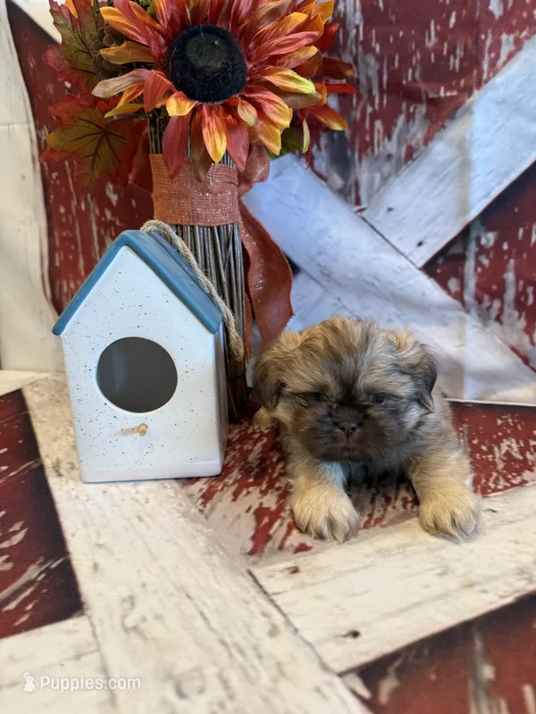 Adriana – Shih Tzu puppy for sale in Success, MO