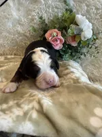 Dean, a male Bernese Mountain Dog for sale in Success, MO – 9 of 10