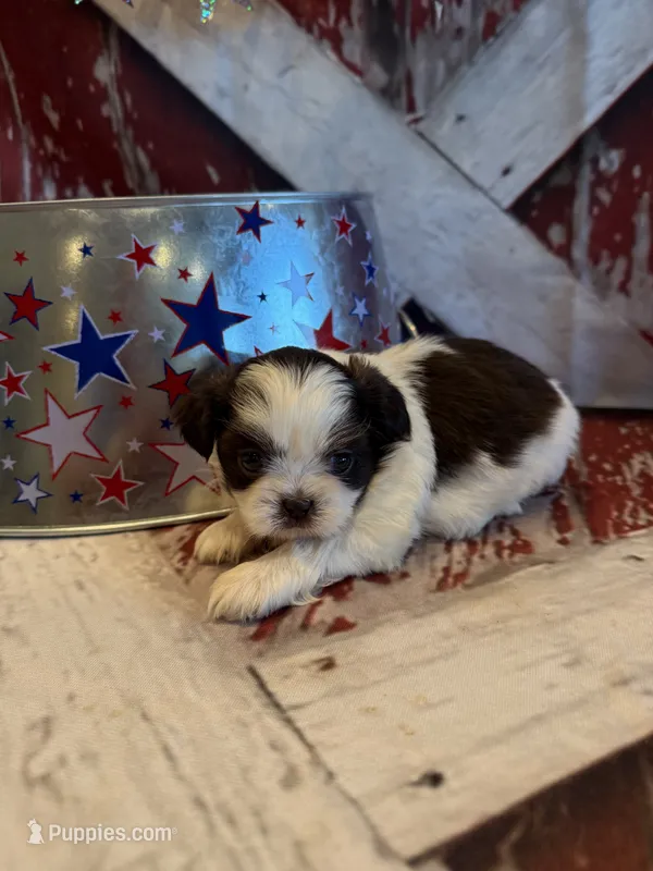 Charlie – Shih Tzu puppy for sale in Success, MO