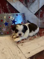 Charlie, a male Shih Tzu for sale in Success, MO – 7 of 10