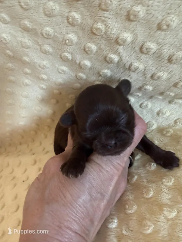 Magnolia – Shih Tzu puppy for sale in Success, MO