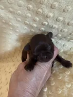 Magnolia, a female Shih Tzu for sale in Success, MO – Photo 1 of 8