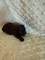 Magnolia, a female Shih Tzu for sale in Success, MO – Photo 6 of 8