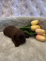 Magnolia, a female Shih Tzu for sale in Success, MO – 8 of 10