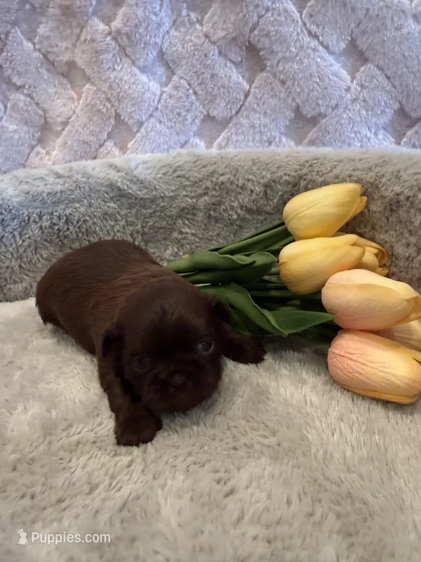 Magnolia – Shih Tzu puppy on hold in Success, MO