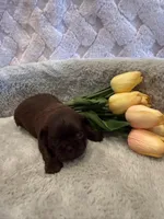 Magnolia, a female Shih Tzu for sale in Success, MO – 1 of 10