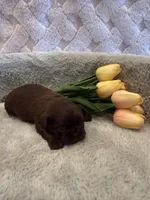 Magnolia, a female Shih Tzu for sale in Success, MO – 4 of 10