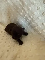 Magnolia, a female Shih Tzu for sale in Success, MO – Photo 8 of 8