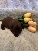 Magnolia, a female Shih Tzu for sale in Success, MO – 3 of 10