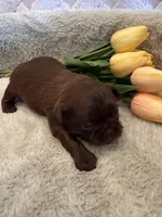 Magnolia, a female Shih Tzu for sale in Success, MO – 7 of 10