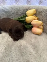 Magnolia, a female Shih Tzu for sale in Success, MO – 2 of 10