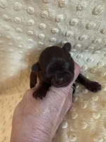 Magnolia, a female Shih Tzu for sale in Success, MO – Photo 2 of 8