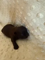 Magnolia, a female Shih Tzu for sale in Success, MO – Photo 7 of 8