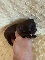 Magnolia, a female Shih Tzu for sale in Success, MO – Photo 4 of 8