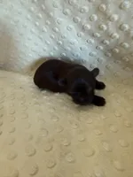 Magnolia, a female Shih Tzu for sale in Success, MO – Photo 3 of 8