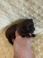 Magnolia, a female Shih Tzu for sale in Success, MO – Photo 5 of 8