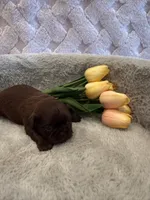 Magnolia, a female Shih Tzu for sale in Success, MO – 5 of 10
