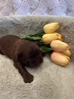 Magnolia, a female Shih Tzu for sale in Success, MO – 6 of 10