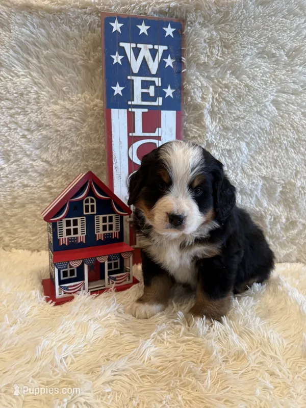 Garrett – Bernese Mountain Dog puppy for sale in Success, MO