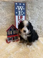 Garrett, a male Bernese Mountain Dog for sale in Success, MO – 1 of 10