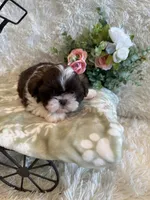 Sailor , a male Shih Tzu for sale in Success, MO – 2 of 10