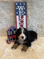 Hannah , a female Bernese Mountain Dog for sale in Success, MO – 4 of 10