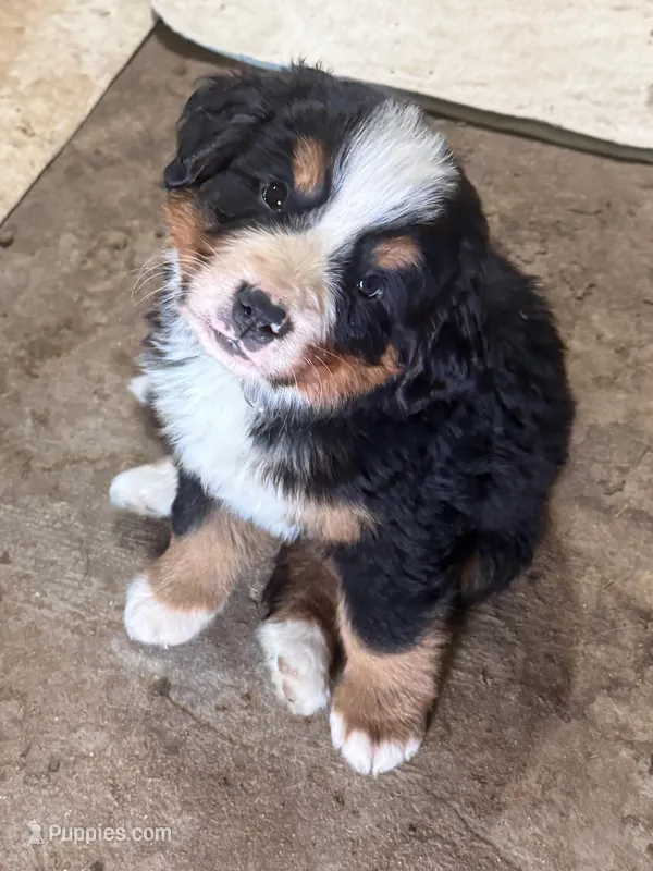 Dublin – Bernese Mountain Dog puppy for sale in Success, MO