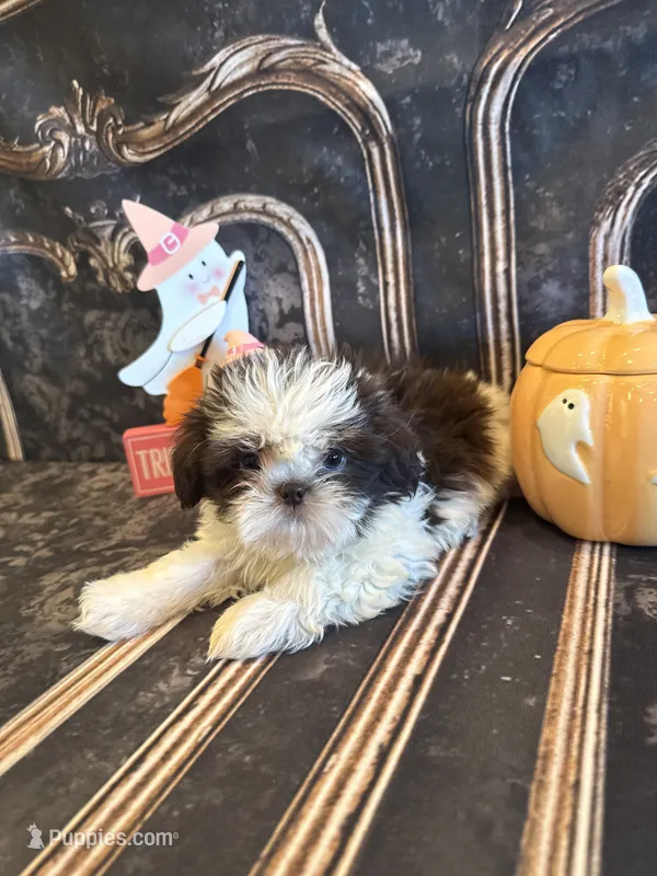 Charlie – Shih Tzu puppy for sale in Success, MO