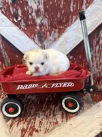 Delilah, a male Shih Tzu for sale in Success, MO – 6 of 10