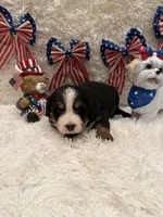 Hannah , a female Bernese Mountain Dog for sale in Success, MO – 8 of 10