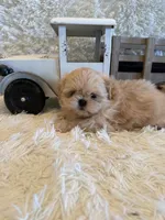 Reed, a male Shih Tzu for sale in Success, MO – 7 of 10