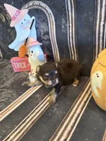 Maple , a female Pomeranian for sale in Success, MO – 4 of 6