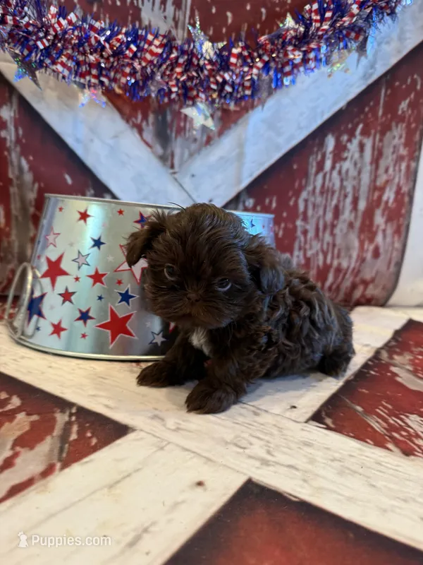 Belle – Shih Tzu puppy for sale in Success, MO