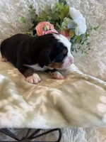 John, a male Bernese Mountain Dog for sale in Success, MO – 10 of 10