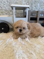Reed, a male Shih Tzu for sale in Success, MO – 9 of 10